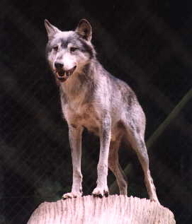 Timberwolf. (c) 1998 by C. Corleis